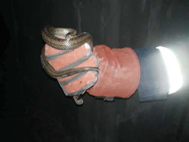 В Днепре в комнату женщины заползла змея