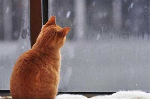 Снега не будет? Появился прогноз погоды на начало недели