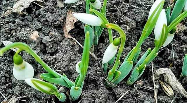 Крещенские подснежники: в сети показали фото весеннего "чуда" под Киевом