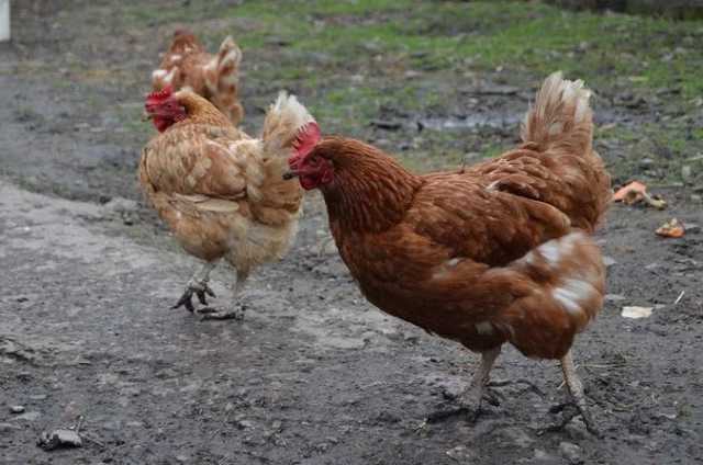 В Винницкой области на одном из агропредприятий зафиксировали птичий грипп, - Госпродпотребслужба