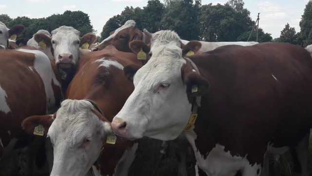 В Україні вирізали майже 100 тисяч корів