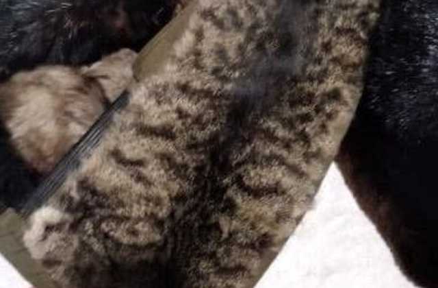 На столичном рынке заметили подозрительный мех