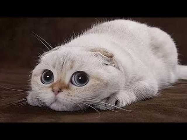 Ударила об дерево и зарезала: под Харьковом девушка устроила зверскую расправу над котом