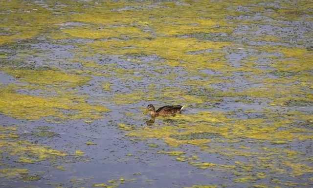 За год в Украине более чем в 2000 водоемах вымерло всё живое