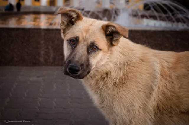 В Кривом Роге полицейский наколол собаку на вилы и бросил в костер