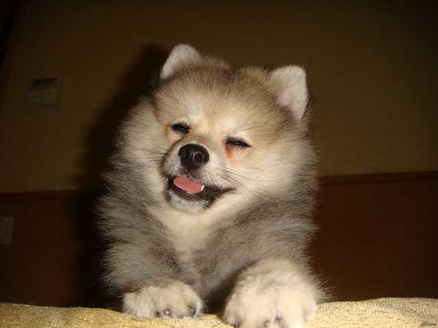 Собака или депутат. Кого выгодно продать и заплатить за газ?