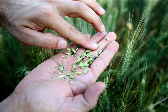 Украинских аграриев могут сильно подвести теплая зима и китайский коронавирус