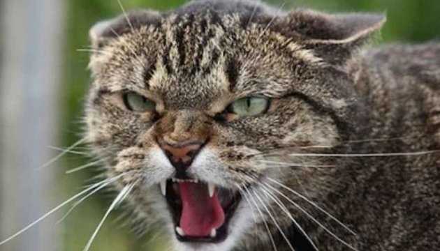 У Харкові скажений кіт покусав людей – ввели карантин