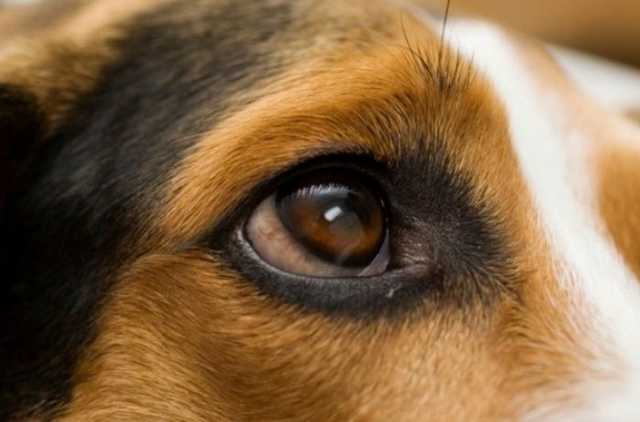 На Винничине живодер убил собаку и накормил ею свою семью