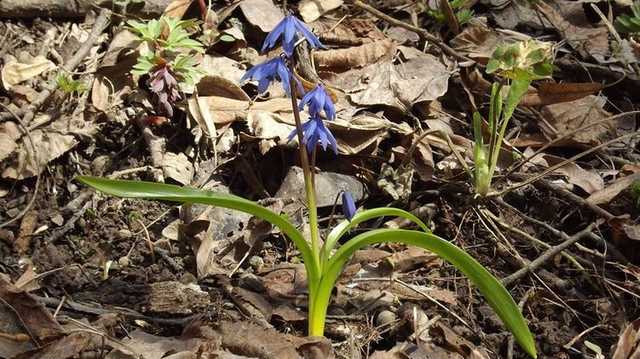 Украинцев призвали не собирать первоцветы в зоне отчуждения Чернобыльской АЭС