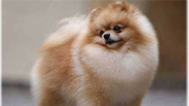 В Гонконге впервые с подозрением на коронавирус отправили в карантин домашнюю собаку