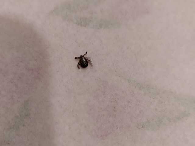 В Киеве расплодились клещи: люди находят их даже в квартирах