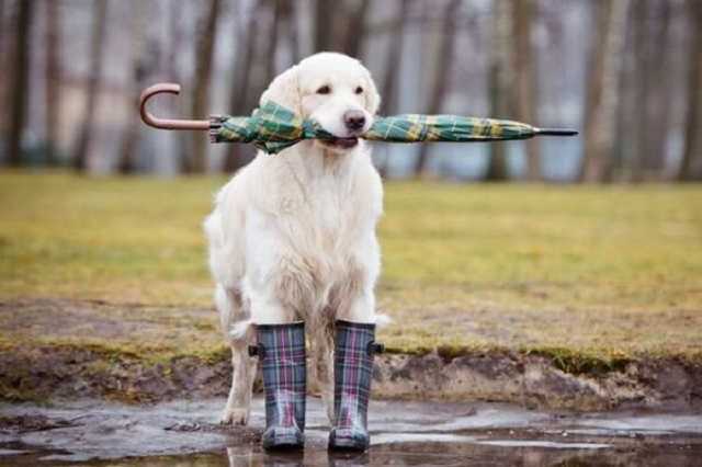 Прогноз погоды в Украине на сегодня: ожидается жара до +18 и дожди