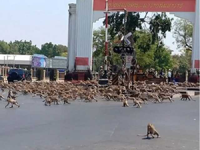 В Таиланде сотни обезьян, оставшись без кормильцев-туристов из-за эпидемии, дерутся за еду