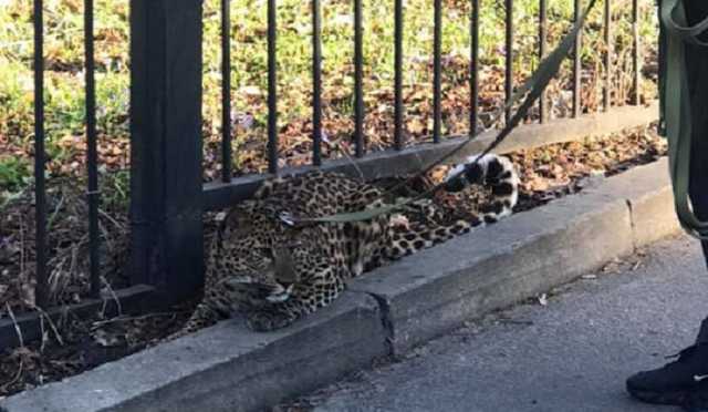 В центре Киева заметили леопарда