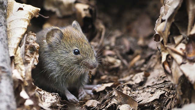 В Китае умер первый человек, инфицированный хантавирусом