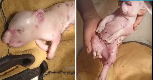 В Китае родился поросенок-мутант со слоновьим хоботом