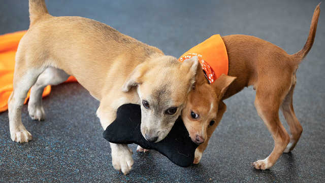 Карантин в компании: Жители Нью-Йорка разобрали из приютов животных