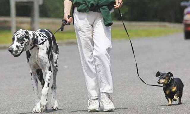 Беги, Биба, беги! Сеть взорвала меткая карикатура на ужесточение карантина в Украине