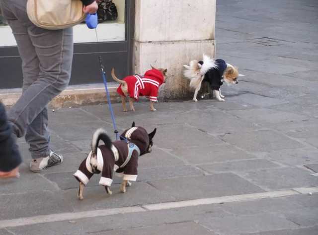 Украинцы массово сдают собак в аренду из-за усиления карантина