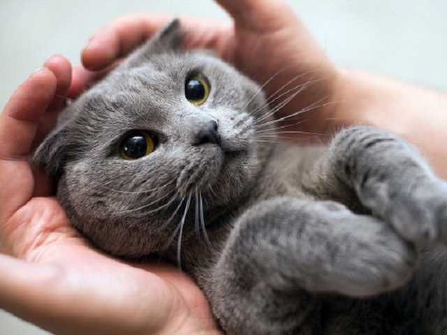 Пандемия коронавируса: ветеринары призывают не выпускать домашних котов на улицу