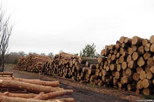 На Харківщині затримано групу “чорних лісорубів”, до якої входили поліцейські, – прокуратура