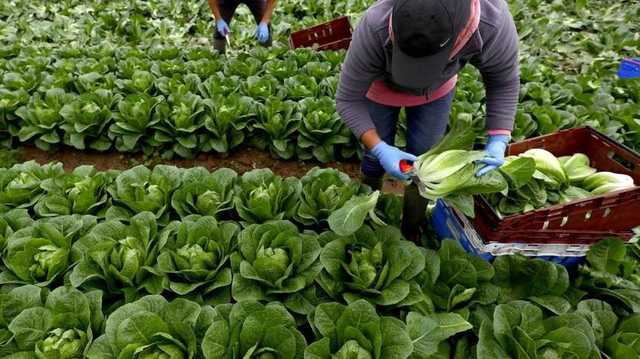 “Больше половины заробитчан в Польше хотят остаться там навсегда”, – соцопрос