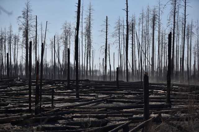 Помог дождь: пожар в Чернобыльской зоне потушен
