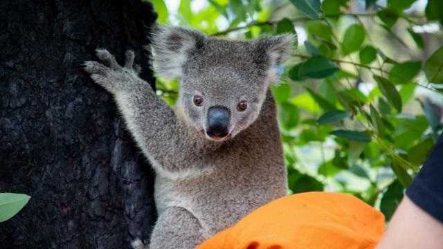 Пострадавшие в австралийских пожарах коалы возвращаются домой: трогательные фото