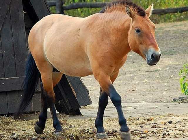 В Чернобыльскую зону после пожара возвращаются животные