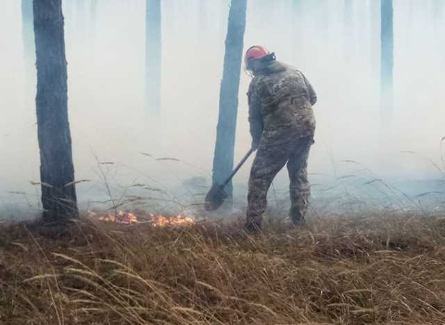Неизвестные подожгли Голосеевский заповедник в Киеве