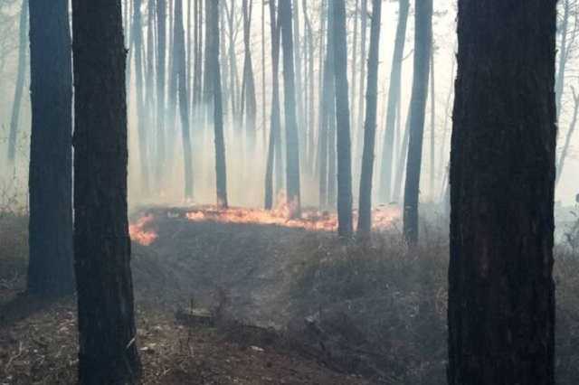 Огонь перекинулся на лес: в Киеве горел Голосеевский парк