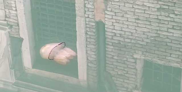 В каналах Венеции появились медузы и лебеди