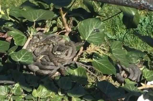 Жителей Ужгорода напугало змеиное кубло в центре города