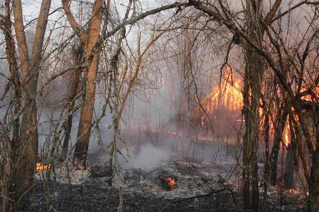 У Чорнобильському заповіднику розповіли, як від пожеж постраждали рослини і тварини