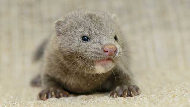 Коронавірус знайшли у тварин на норкових фермах в Нідерландах