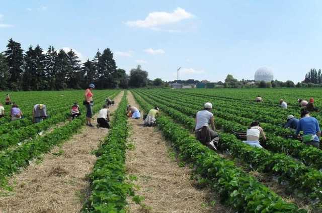 Украинских заробитчан могут не принять в Европе из-за заявлений Киева