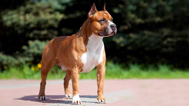 В Одессе стаффордширский терьер без намордника атаковал пенсионерку