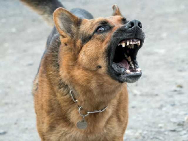 В Днепре врачи восстановили ребенку разорванное собакой лицо