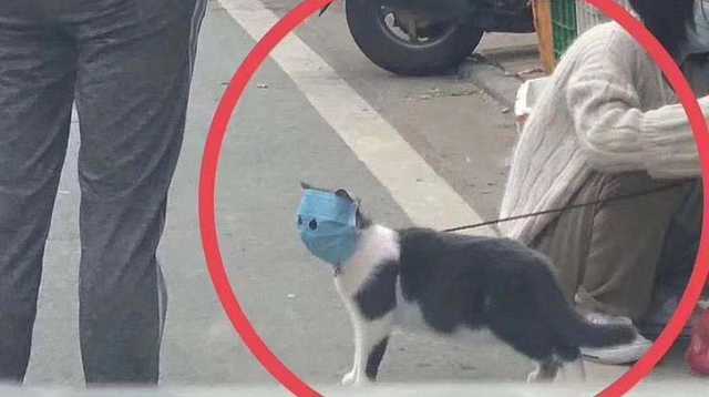 ЕК призвала страны Евросоюза готовиться ко второй волне коронавируса