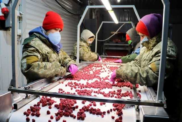 Українські фермери готові платити сезонним працівникам у 1,5 рази більше