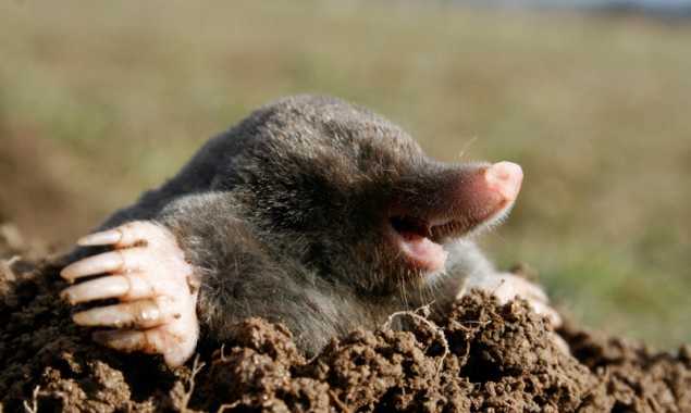 Столичная госэкоинспекция озаботилась незаконной охотой на кротов