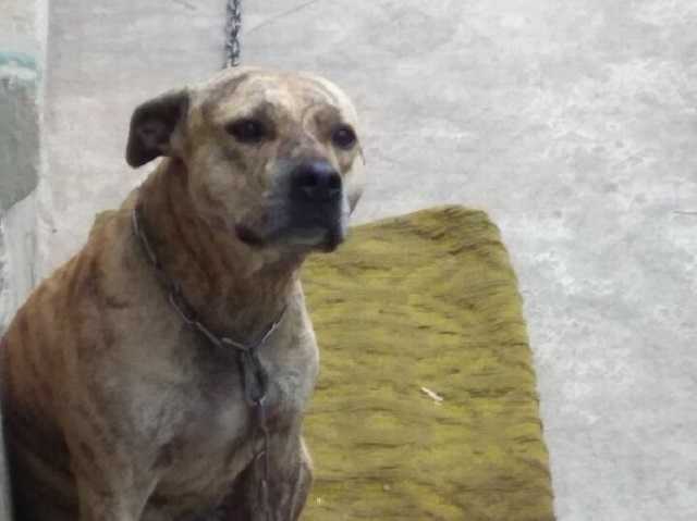 Питбуль, вертолет и стадо коров: в CЕТАМ назвали самые интересные лоты