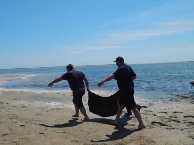 На Херсонщине развернули операцию по спасению застрявших на мели дельфинов