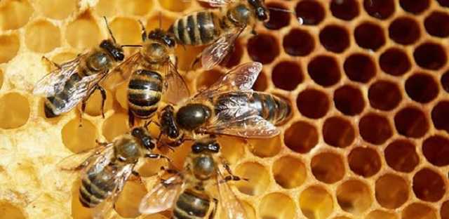 Гибель пчел в Украине: как наконец решить проблему