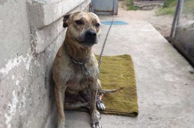 "Будут львы и медведи": Малюська объяснил продажу конфискованной собаки