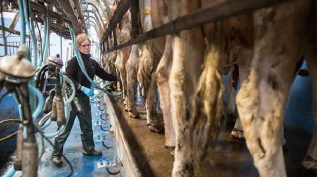 Власти Чехии возобновили выдачу рабочих виз украинцам