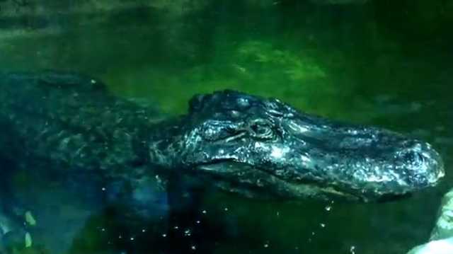 В Московском зоопарке умер «аллигатор Гитлера»