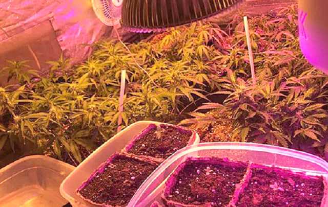 На Київщині поліція ліквідувала міжрегіональний канал збуту наркотиків