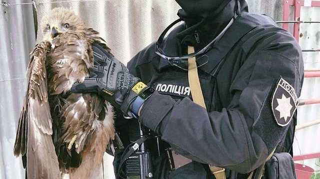 В Мариуполе патрульные спасли птицу, которая застряла между пружинами грузовика
